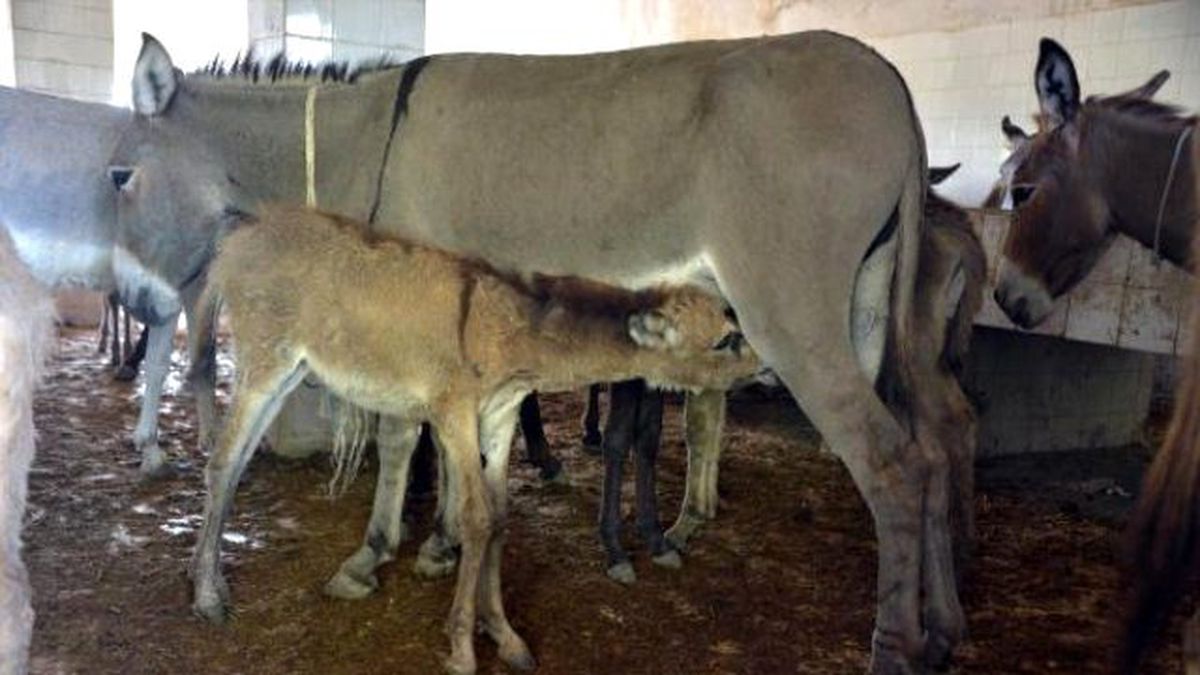 Basın Yapılan Çiftliğin Sahibi: Eşekleri Sütü İçin Besliyorum