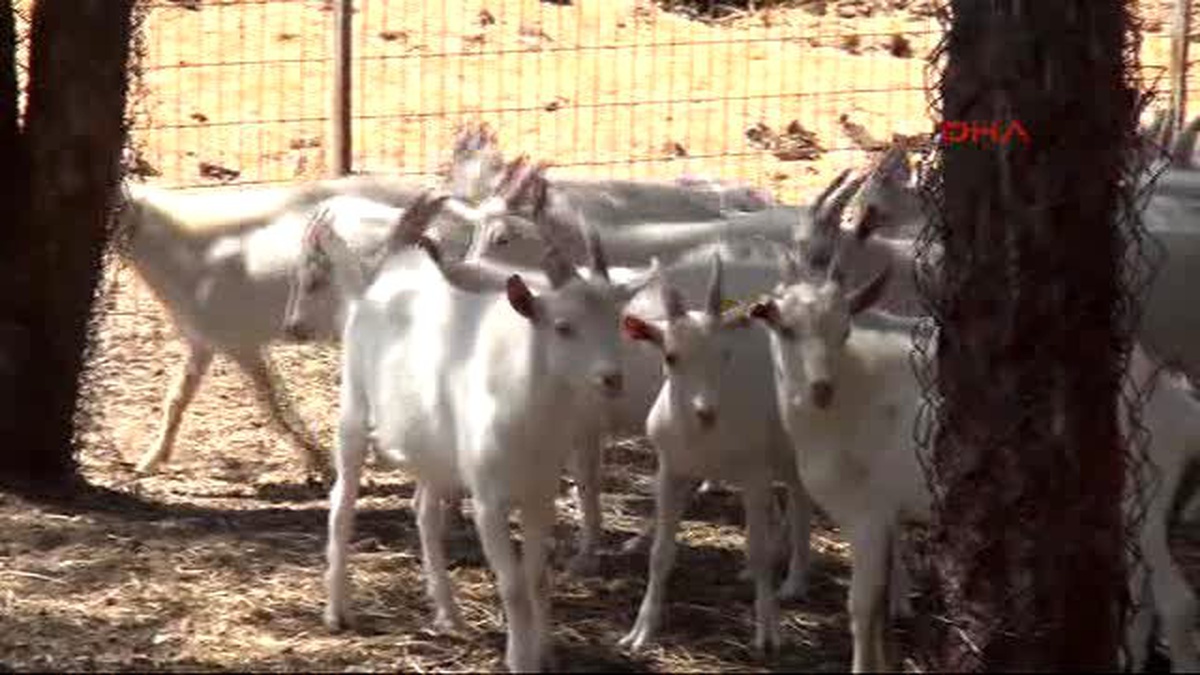 Bursa - Üniversitenin Kurbanlık Keçileri