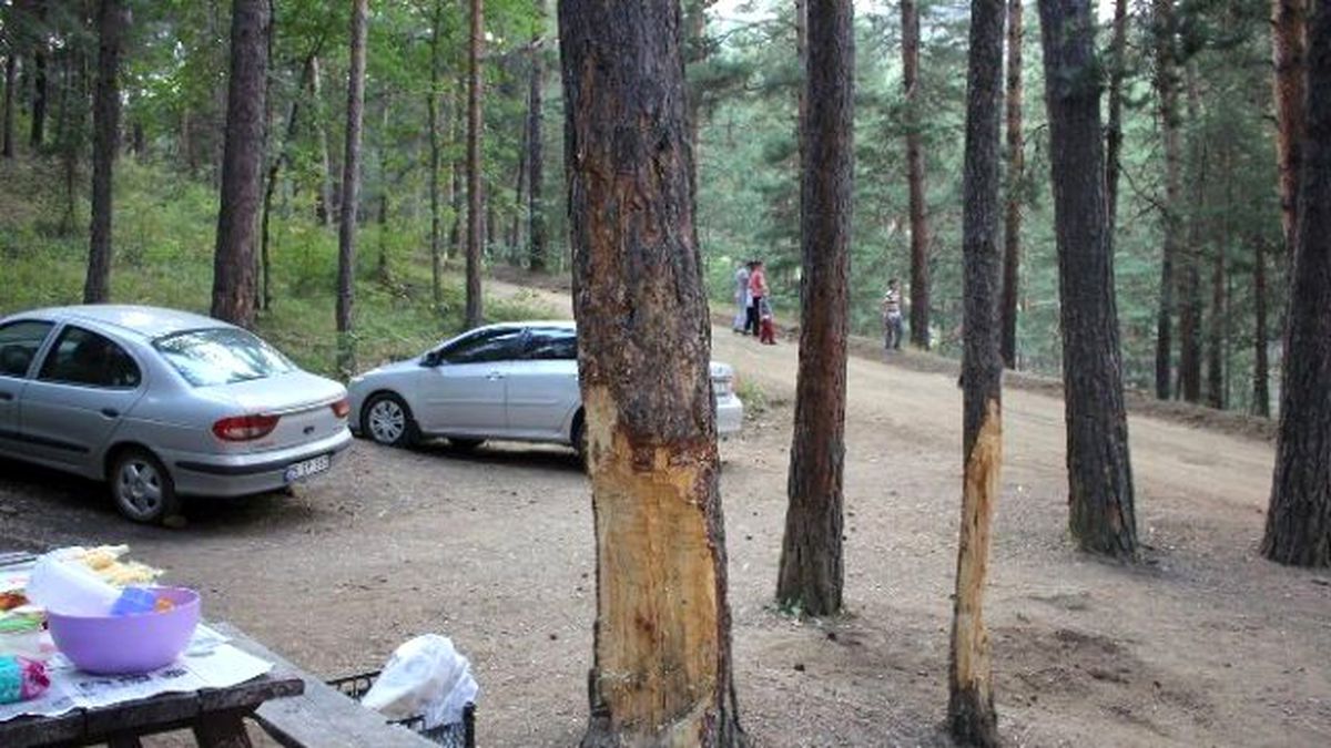 Çam Ağaçları Ağır Yaralı