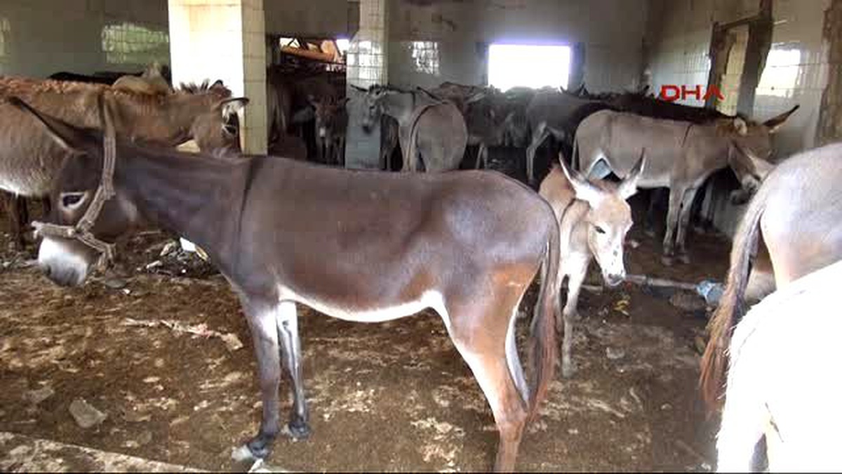Eşekler Kesiliyor\' İhbarı Yapıldı, Sütü İçin Beslendiği Ortaya Çıktı