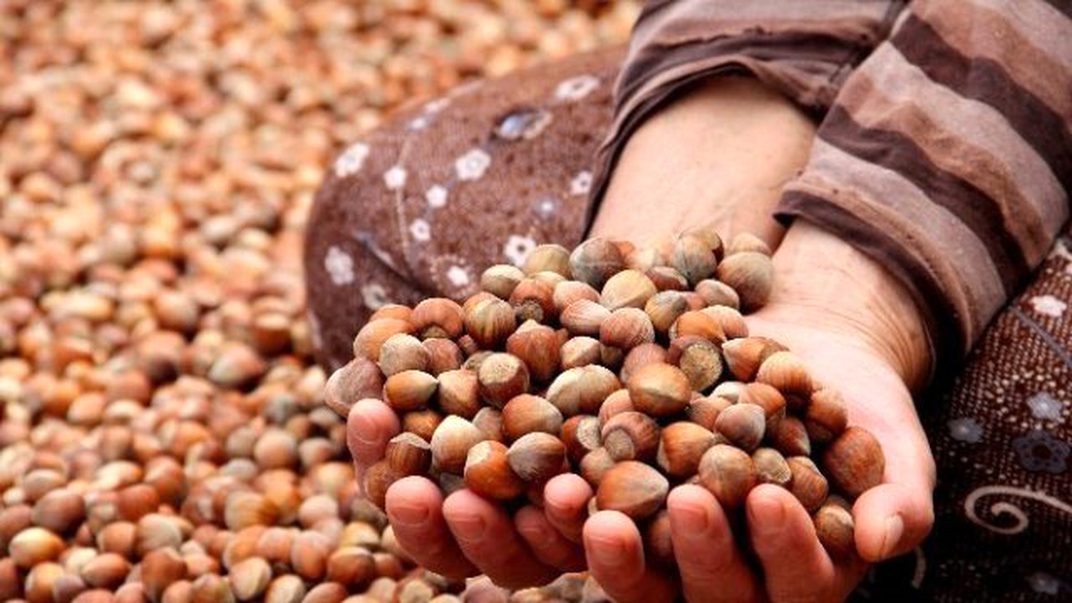 Fındıkta Toplama ve Kurutma İşlemleri Sürüyor