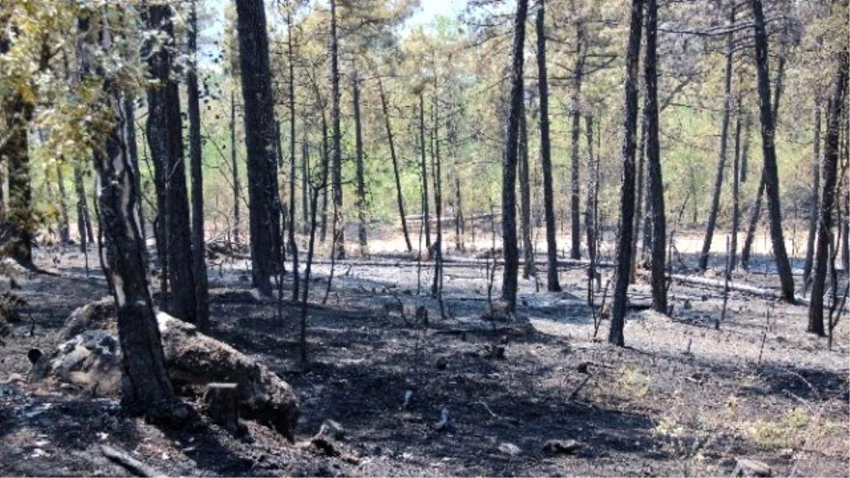 Karabük\'teki Orman Yangını Kontrol Altına Alındı