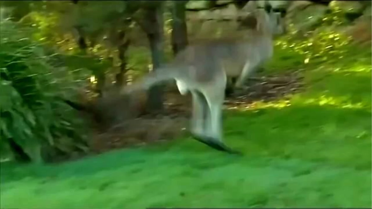 Kaslarıyla Mahalleye Korku Salan Kanguru