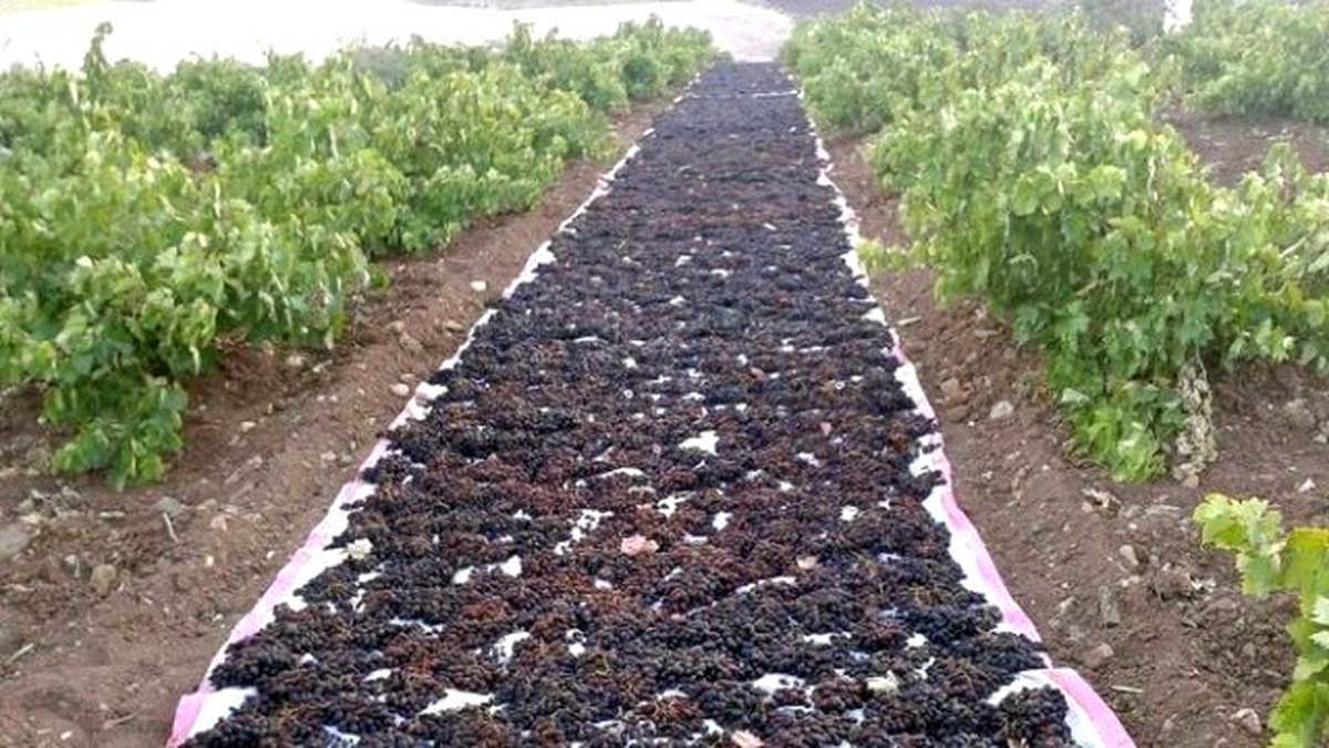 Kilis Karası Üzüm Kurutulmaya Başlandı