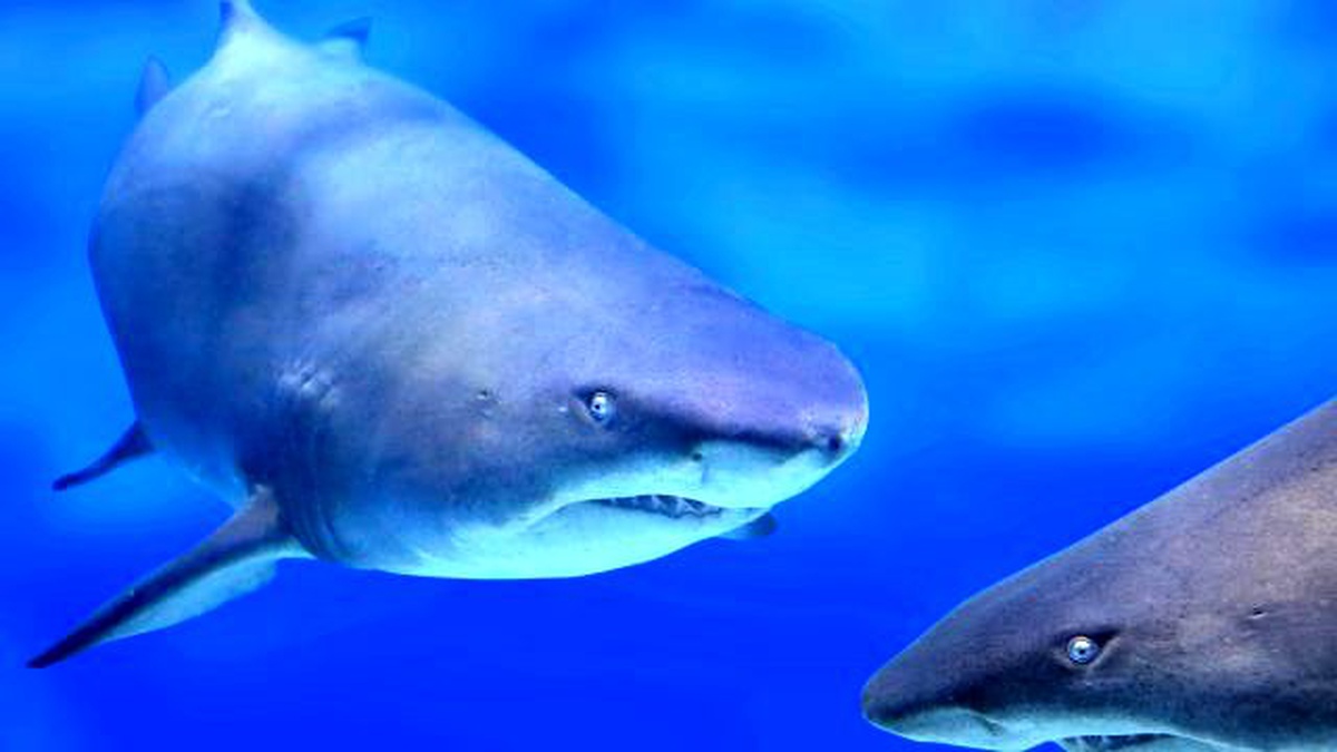 Köpek Balıklarının İlginç Dünyası Ağustos\'ta Nat Geo Wild\'da