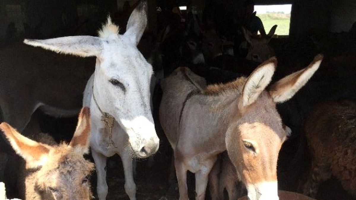 Köy Köy Gezerek 50 Eşek Satın Aldı