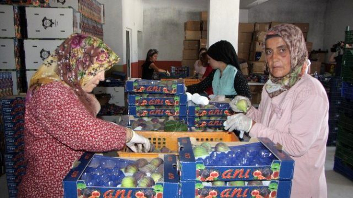 Kraliyet Meyvesinin Hasadı 6 Liradan Başladı