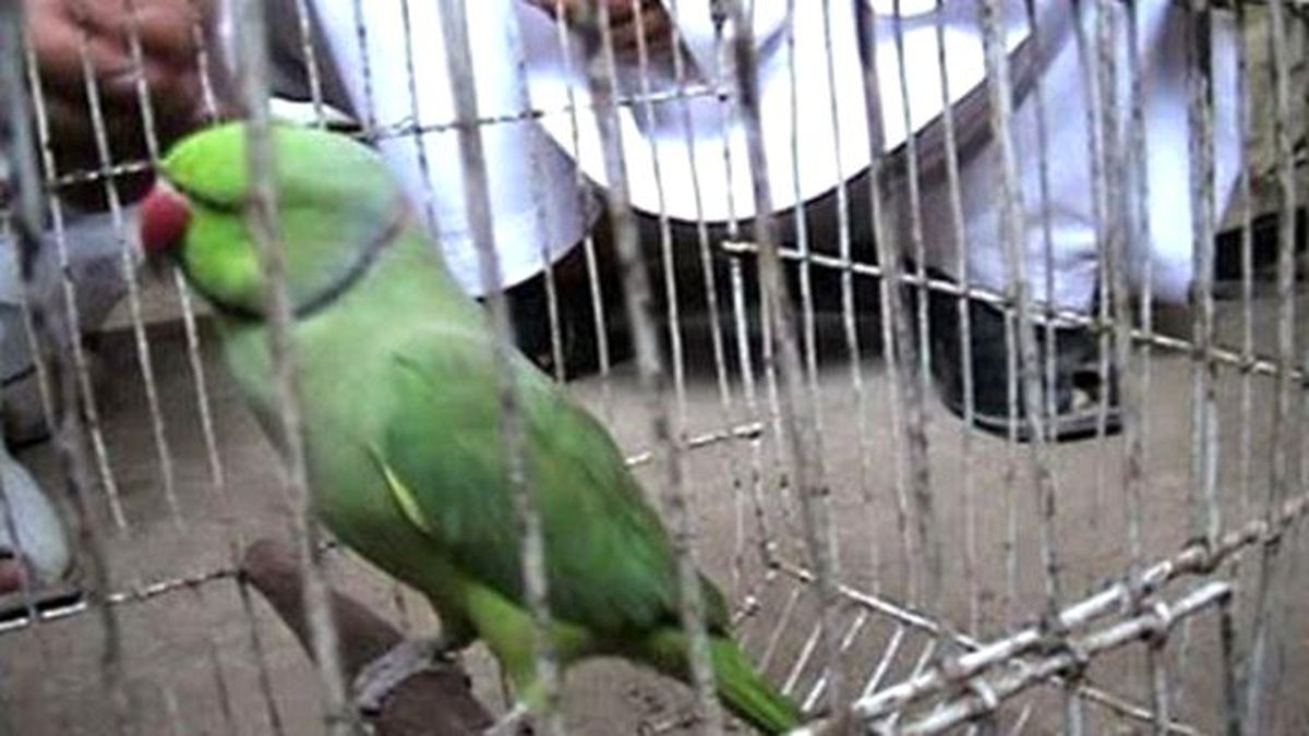 Yok Artık Dedirtecek Olay! Papağanı Gözaltına Aldılar