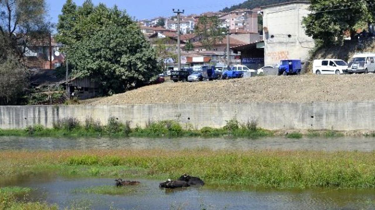 Sıcaktan Bunalan Mandalar Alaplı Çayında Serinliyor