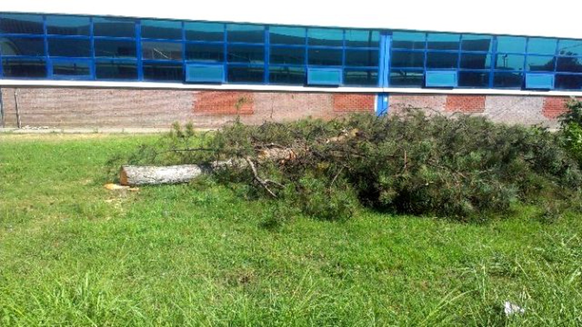Tofaş Otomobil Fabrikası\'nda Yeni Bant İçin Çam Ağaçları Kesildi