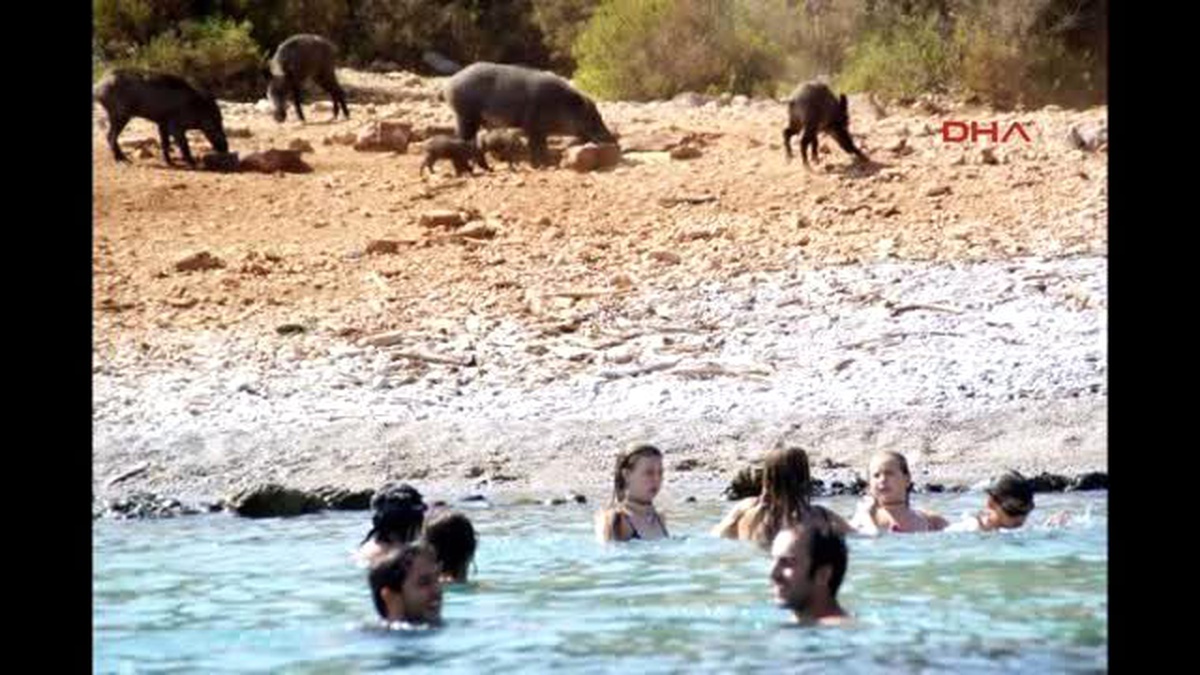 Aç Kalan Domuzlar, Yüzen Turistlerin Yanına İndi