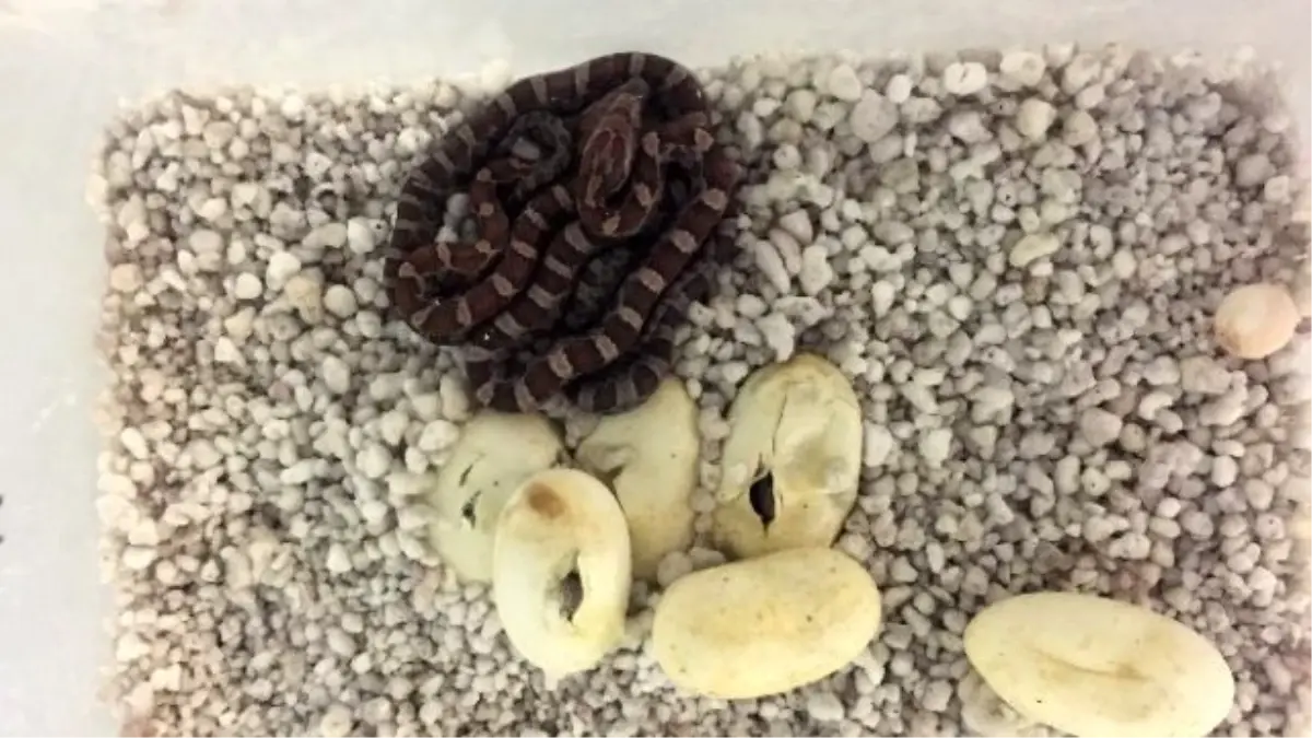 Uysal Yılan 6\'ız Yumurtladı