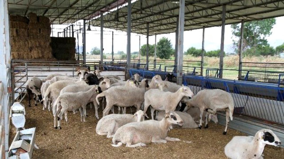 Adü\'de Kurbanlık Satışları Başladı