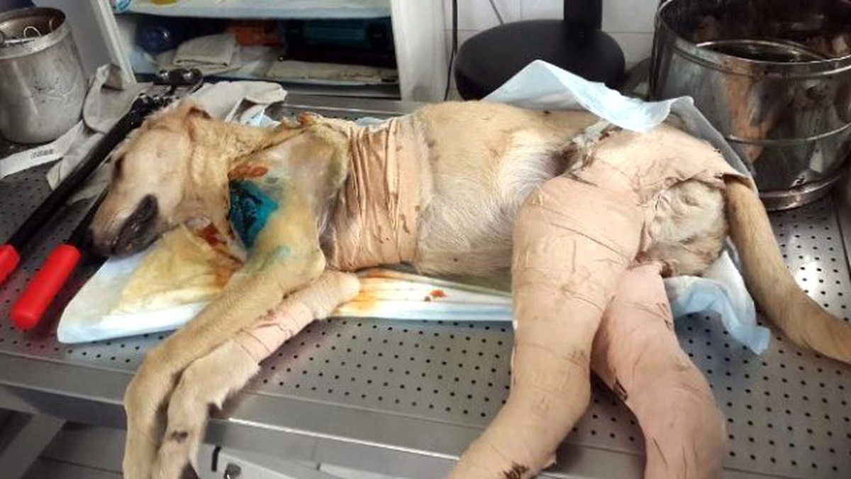 Duyarsız Sürücünün Çarptığı Köpek Hayata Tutundu