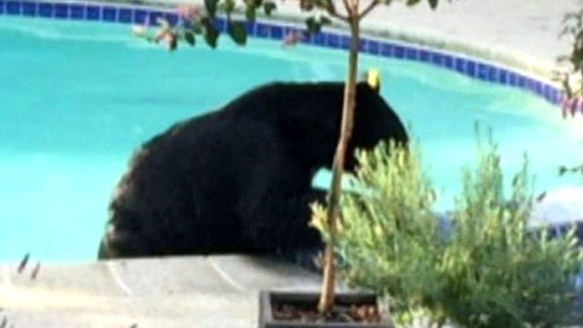 Evin Havuzunda Siyah Ayı Sürprizi