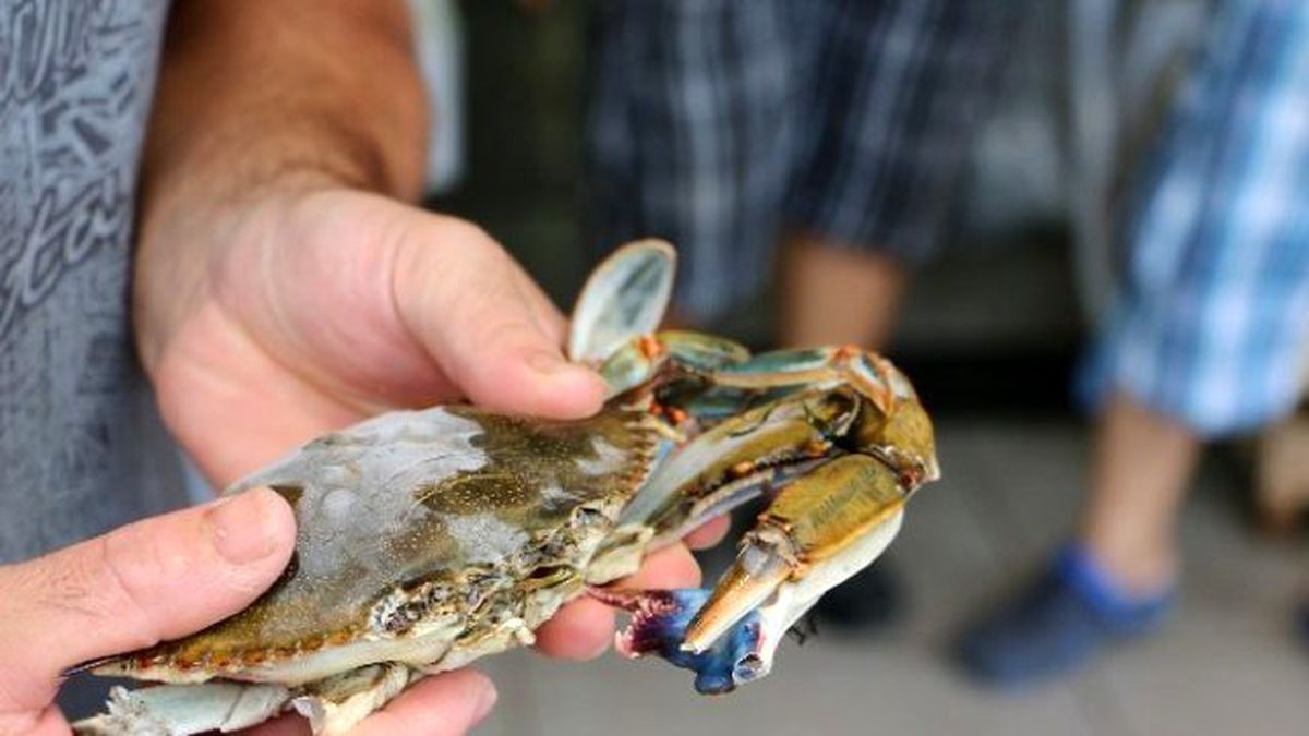 Marmaris'te Üç Kıskaçlı Mavi Yengeç İlgi Odağı Oldu