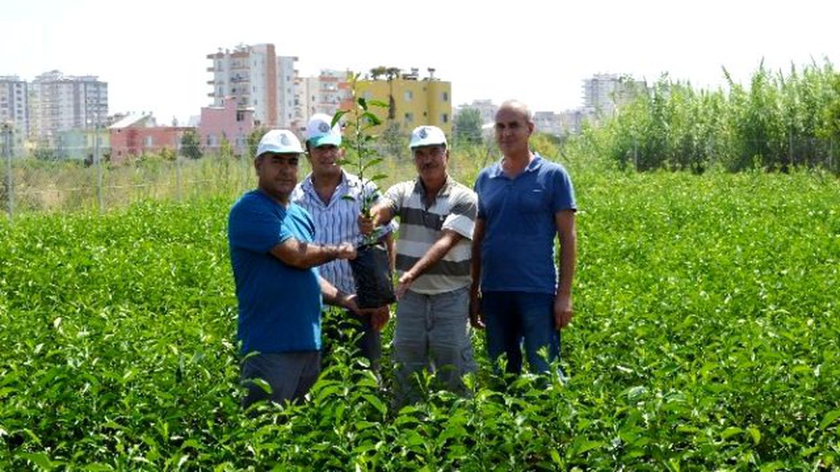 Sertifikalı Fidanlara Yoğun Talep