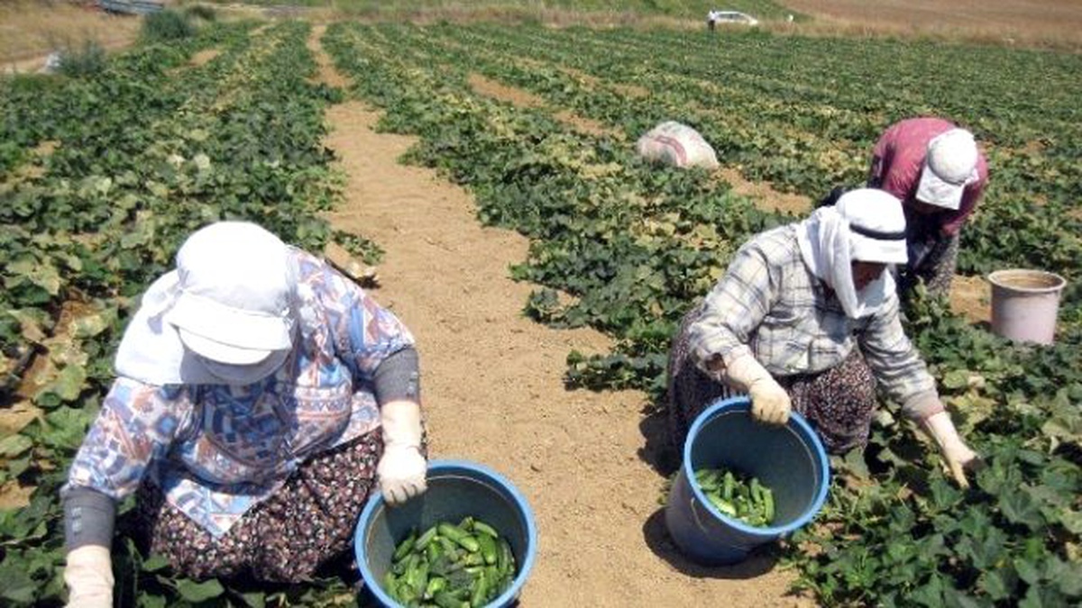 Tarım İşçileri Sıcağa Meydan Okuyor
