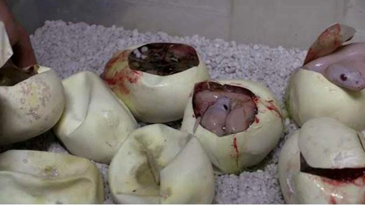 Yılanların Yumurtadan Çıkarılma Anı Tık Rekoru Kırıyor