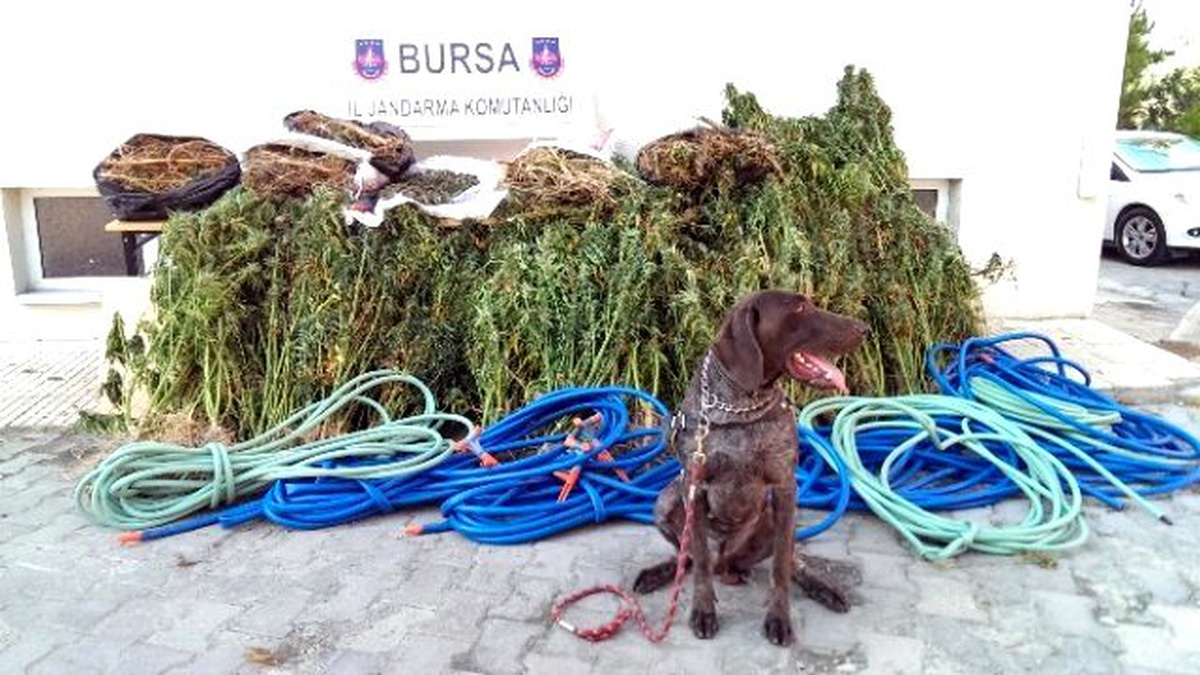 14 Gün İzlenen Uyuşturucu Tacirleri Kıskıvrak Yakalandı