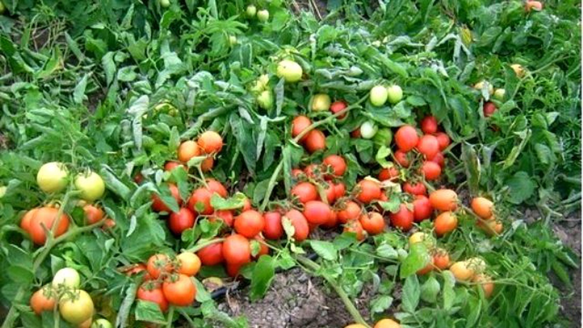 Domatesin Kilosu 13 Kuruşa Kadar Düştü