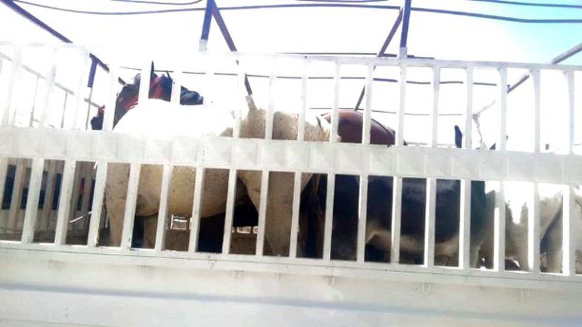 Eşekler 45 Derece Sıcaklıkta Bekledi, Sahipleri Kahvede Serinledi