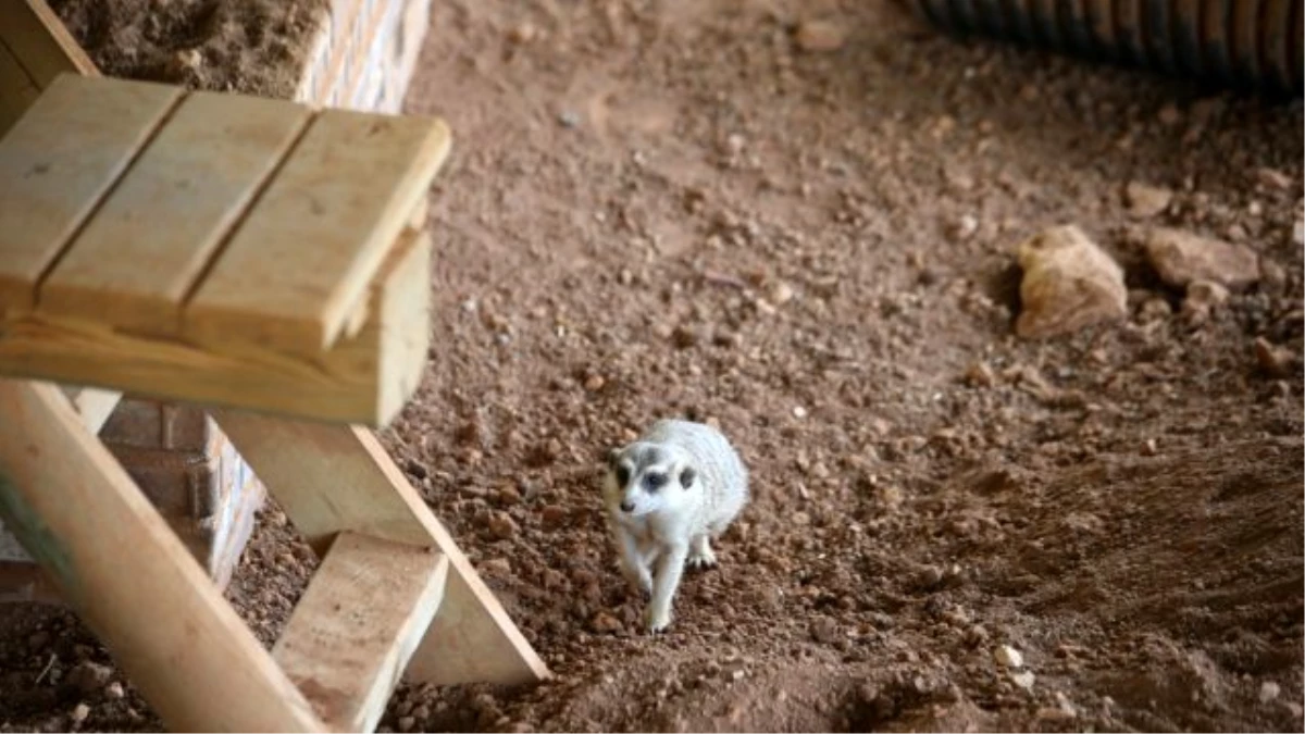 Gaziantep Hayvanat Bahçesinde Doğumlar Sona Erdi