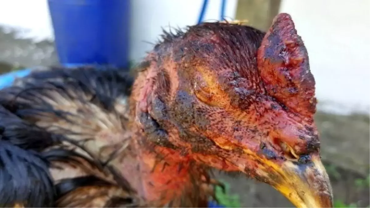 Horoz Dövüştürenlere 47 Bin TL\'lik Rekor Ceza!