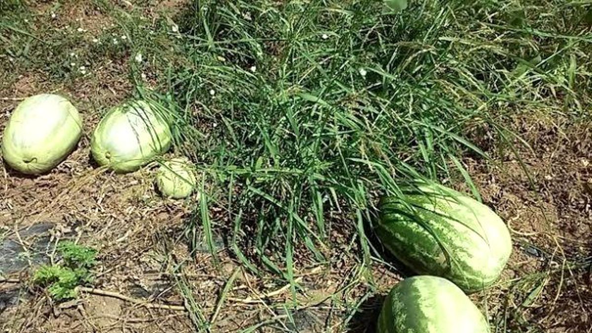 Para Etmiyor Diye Karpuz Tarladan Toplanmıyor