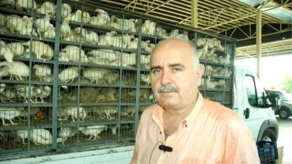 Manavgat Ziraat Odası 4 Bin Tane Tavuk Dağıttı