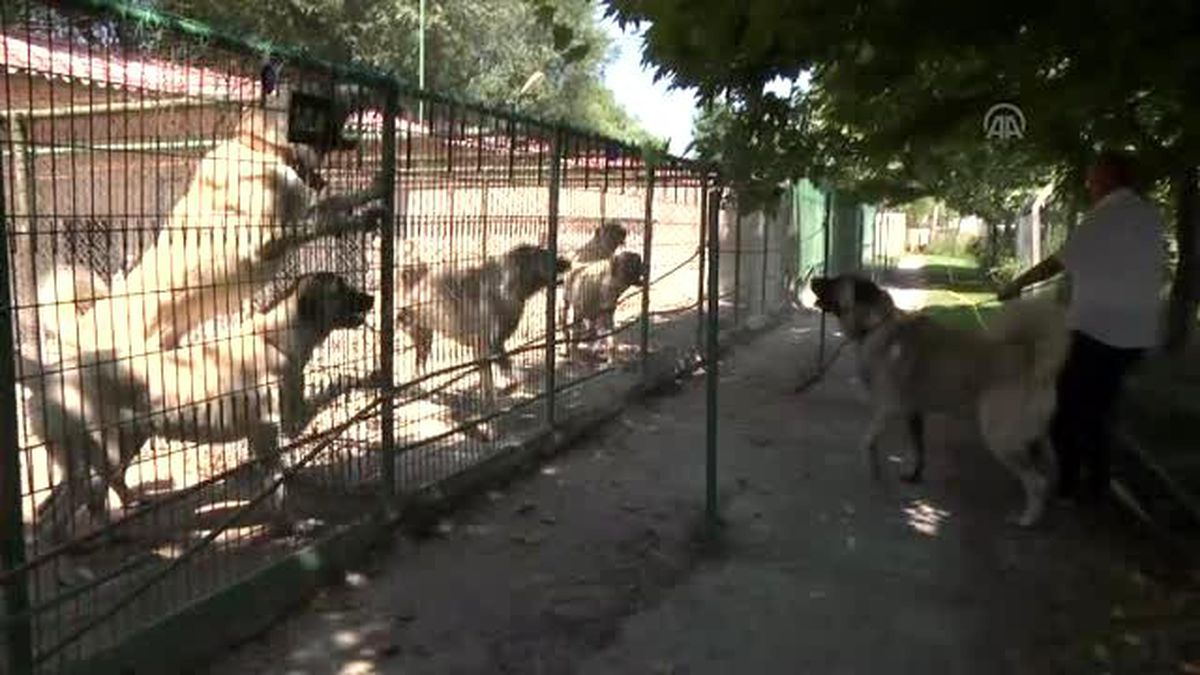 Bursa'da Kangallar Otomobil Fiyatına Satılıyor