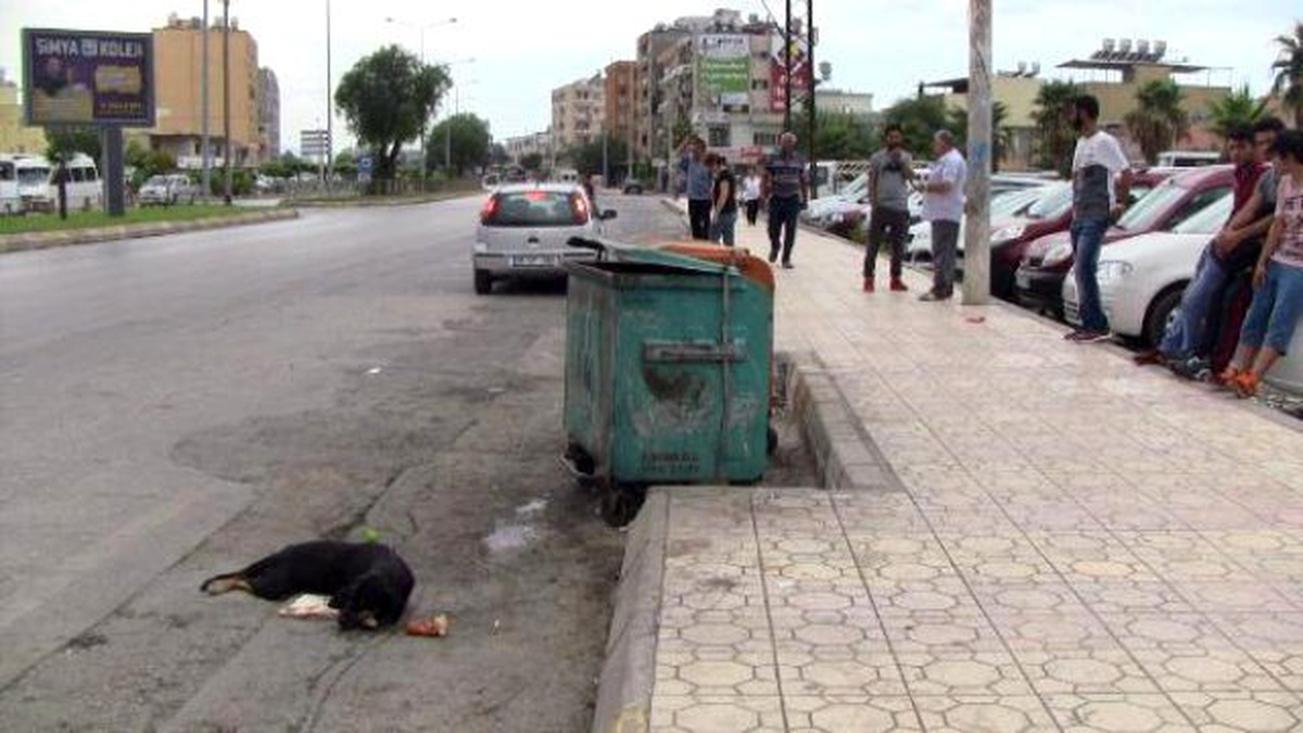 Otomobilin Çarptığı Köpeğe Sahip Çıktılar