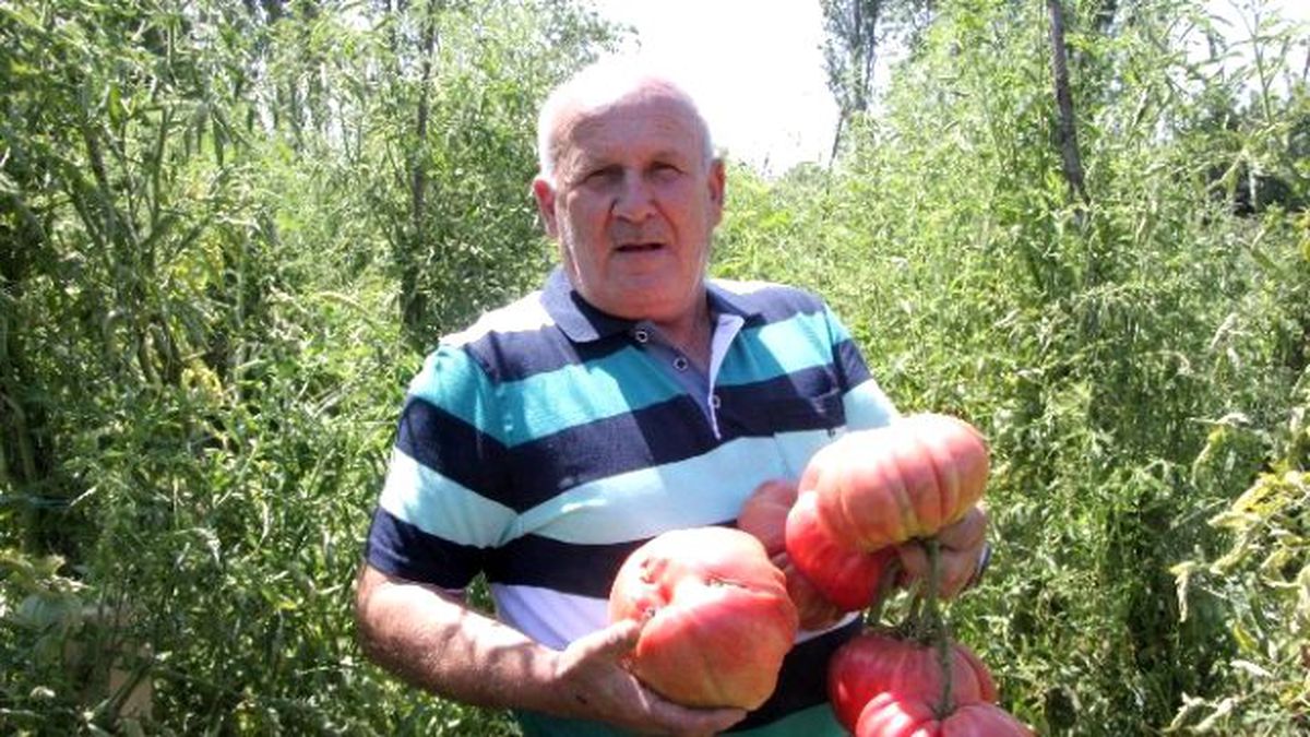 1,8 Kiloluk Organik Osmanlı Domatesi Yetiştirdi