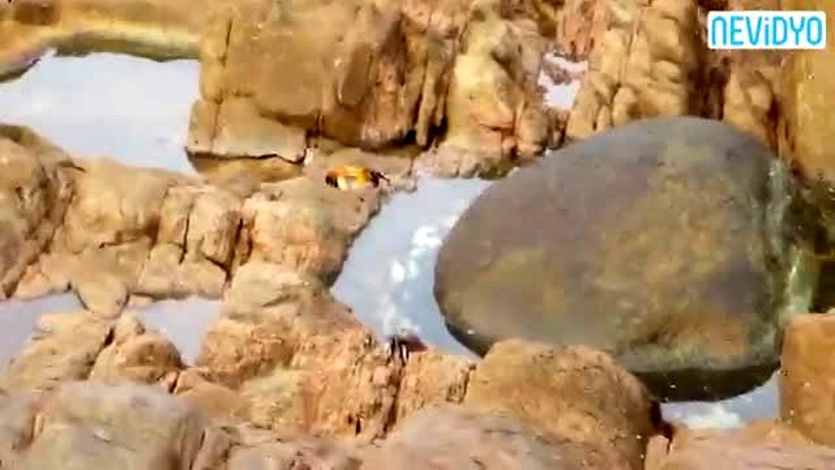 Yengeci Avlamak İçin Suyun Dışına Fırladı!
