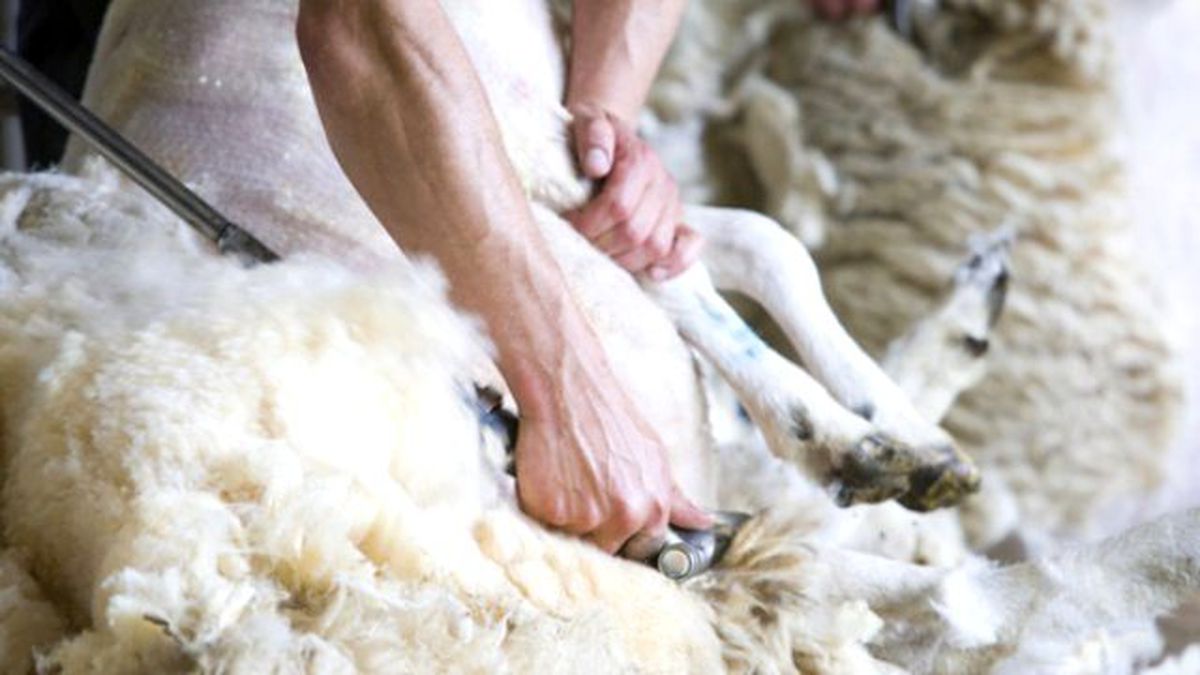 Amcalarının Koyunlarını Çalan 2 Yeğene Tutuklama