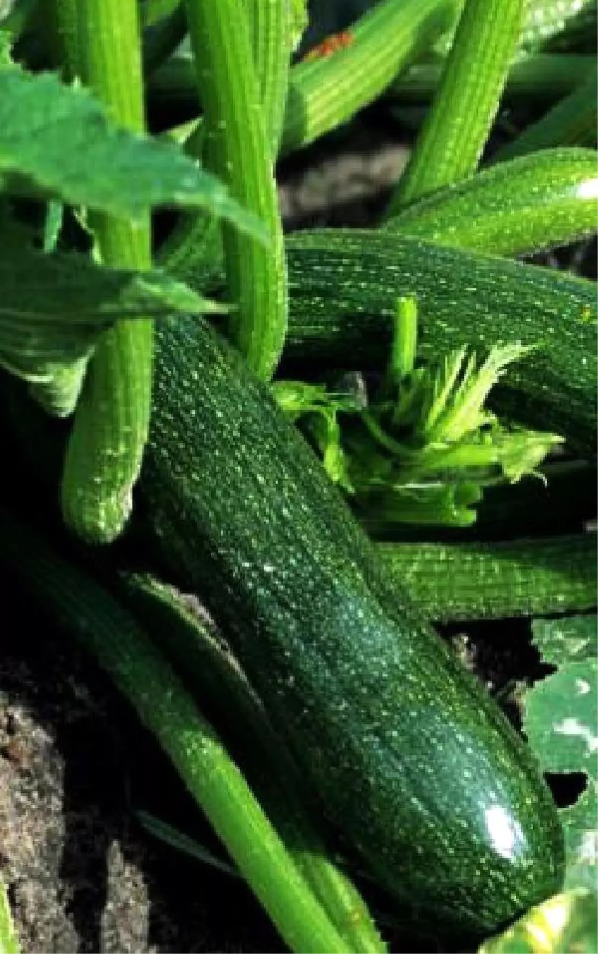 Bahçesinde Yetiştirdiği Kabaktan Zehirlendi