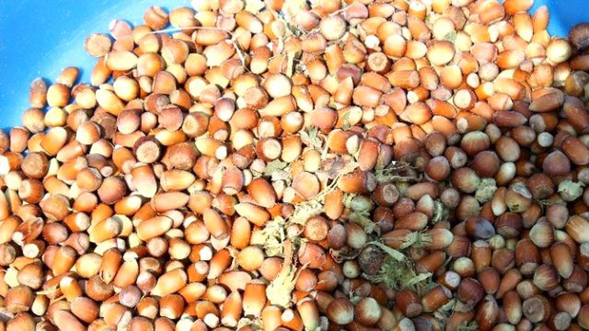 Fındık, Üreticinin Yüzünü Güldürdü