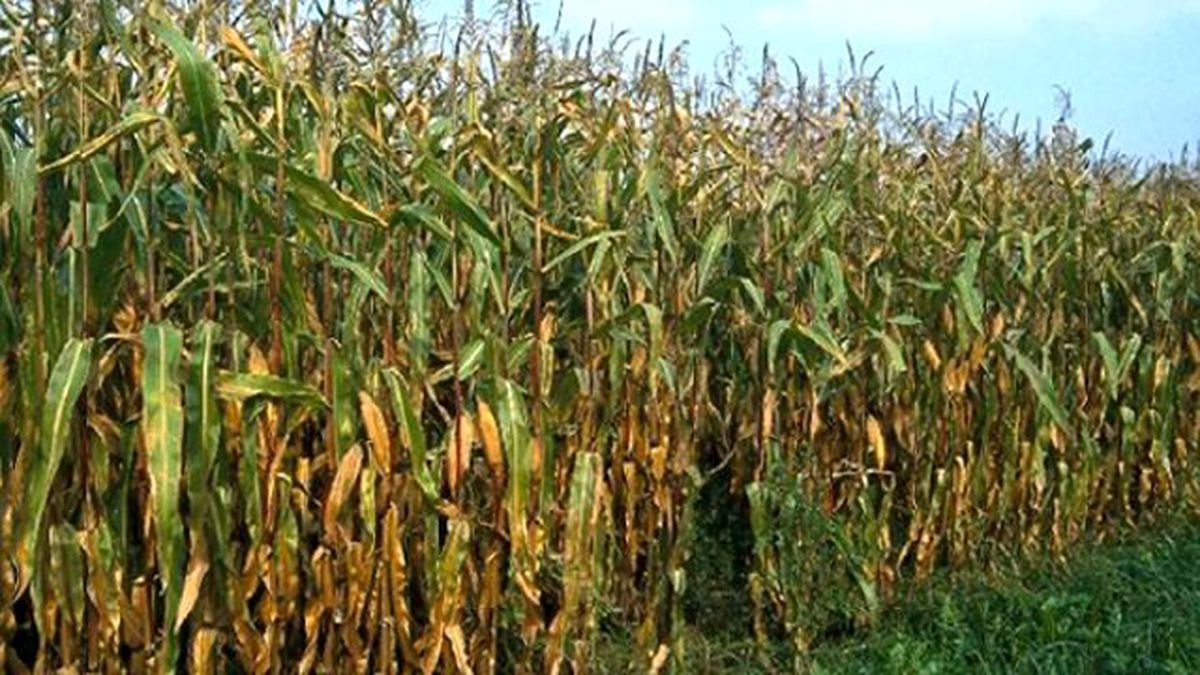Suriye Sınırına Uzun Boylu Bitki Ekimi Yasaklandı