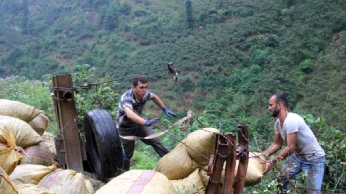 Üretici Yamaç Arazideki Fındığını İlkel Teleferikle Çekiyor