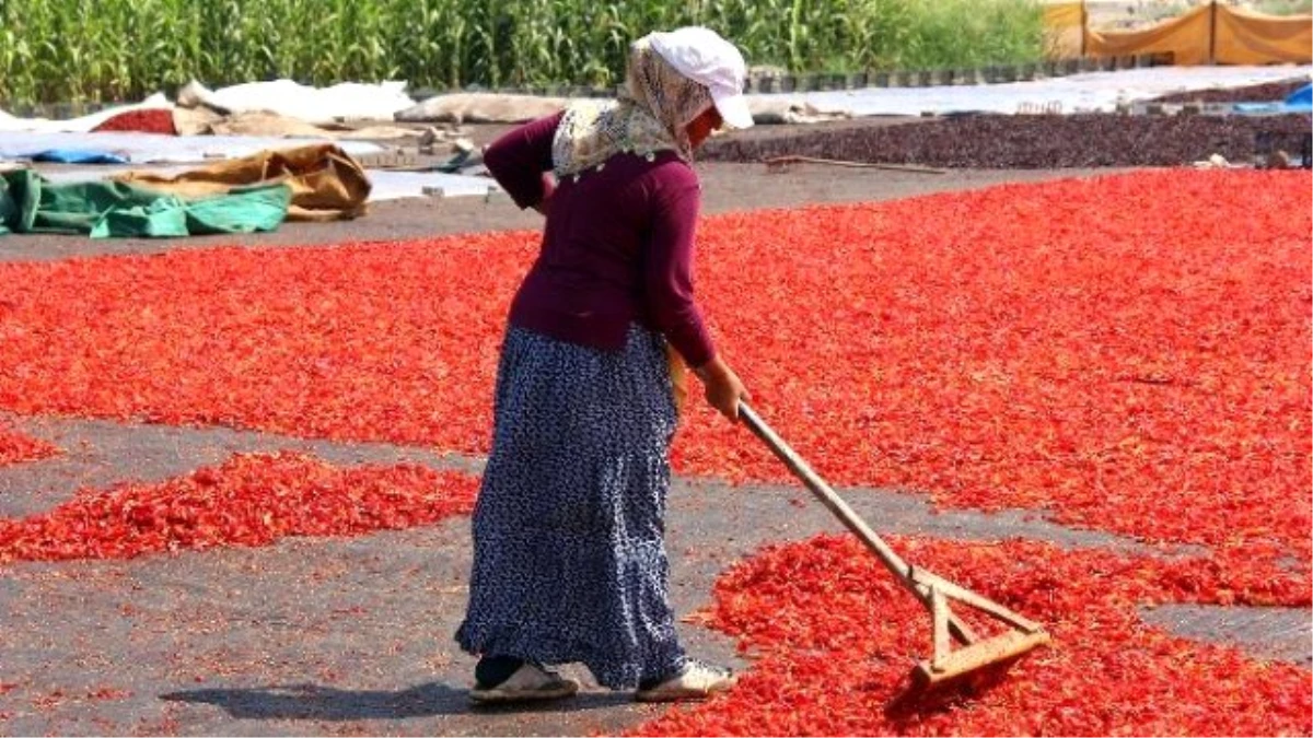 Acı Hayat Bu Olsa Gerek