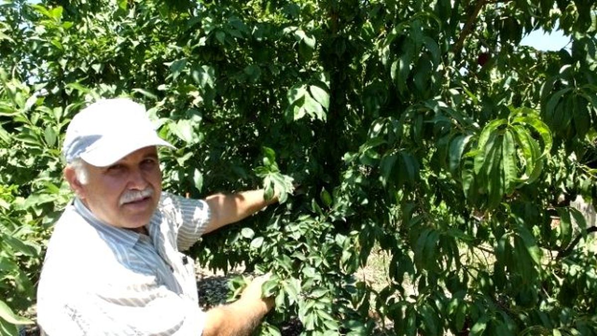 Emekli Teknisyen Bir Ağaçta Çeşit Çeşit Meyveler Yetiştirdi
