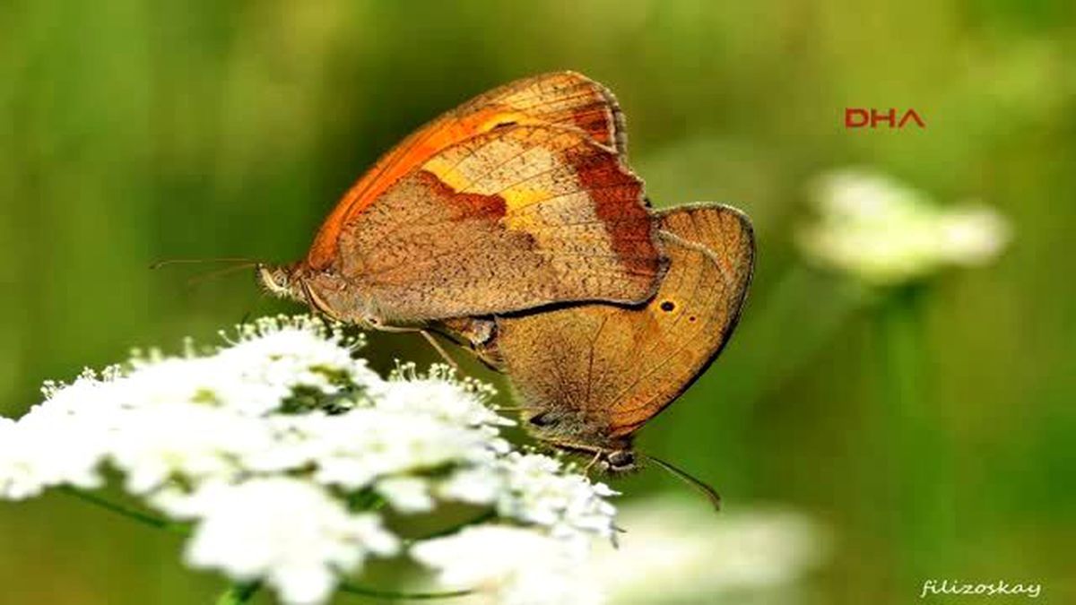 Kelebek Peşinde Koşan Anneler