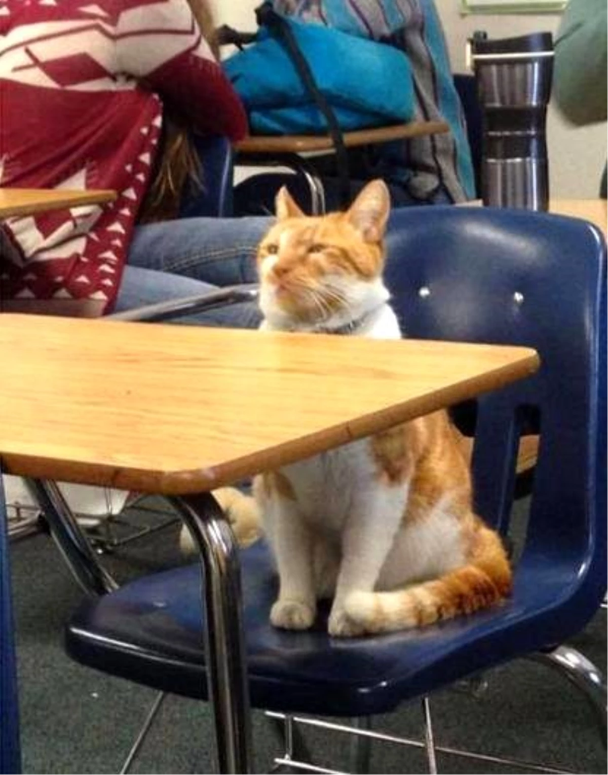 Liseden Çıkmayan Kediye Öğrenci Belgesi Verdiler