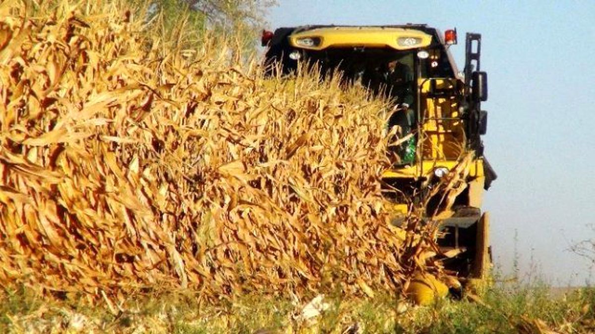 Mısırda Hasat Başladı
