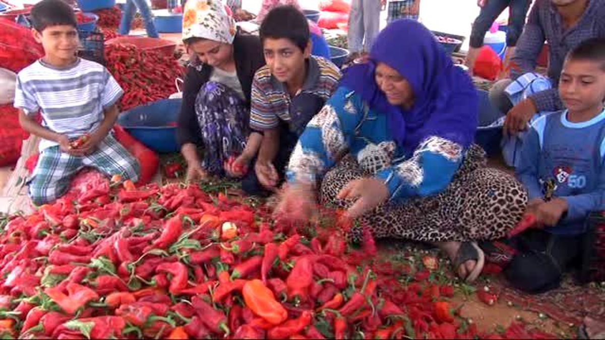 Şanlıurfa\'da İsot Mevsimi