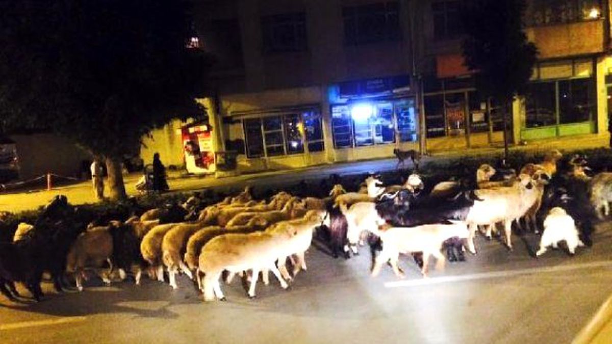 Trafikteki Küçükbaş Hayvanlar Sürücüleri İsyan Ettirdi