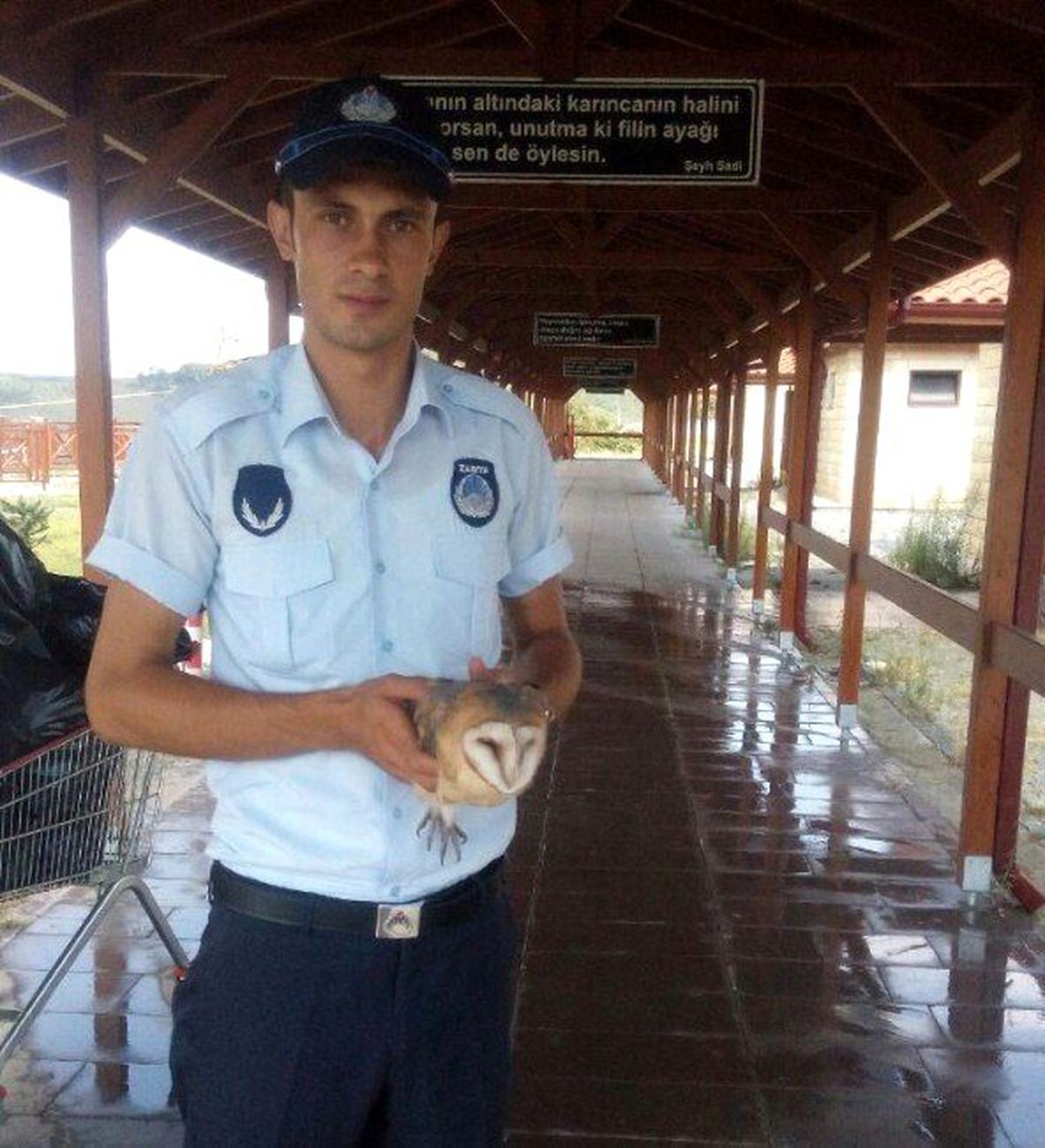 Yaralı Baykuş Emin Ellerde