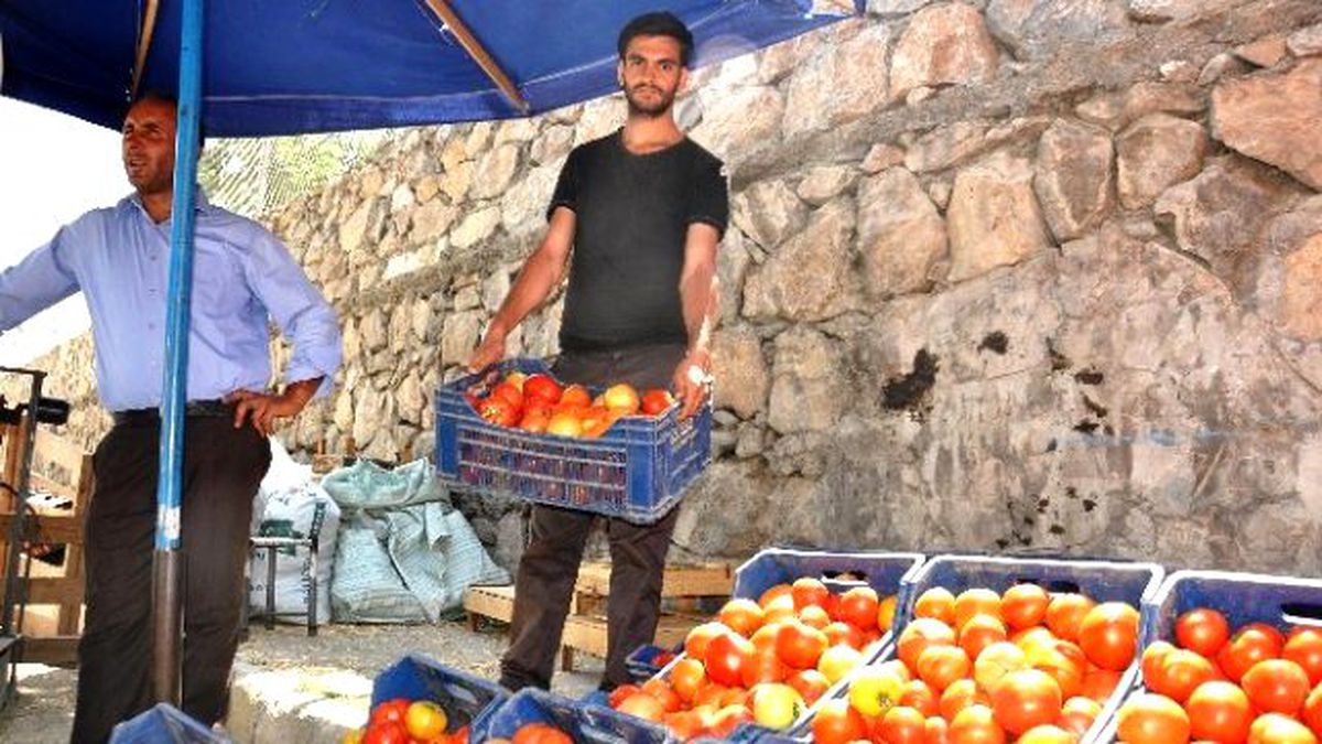 Bahçe Domatesi Üreticisi Dertli