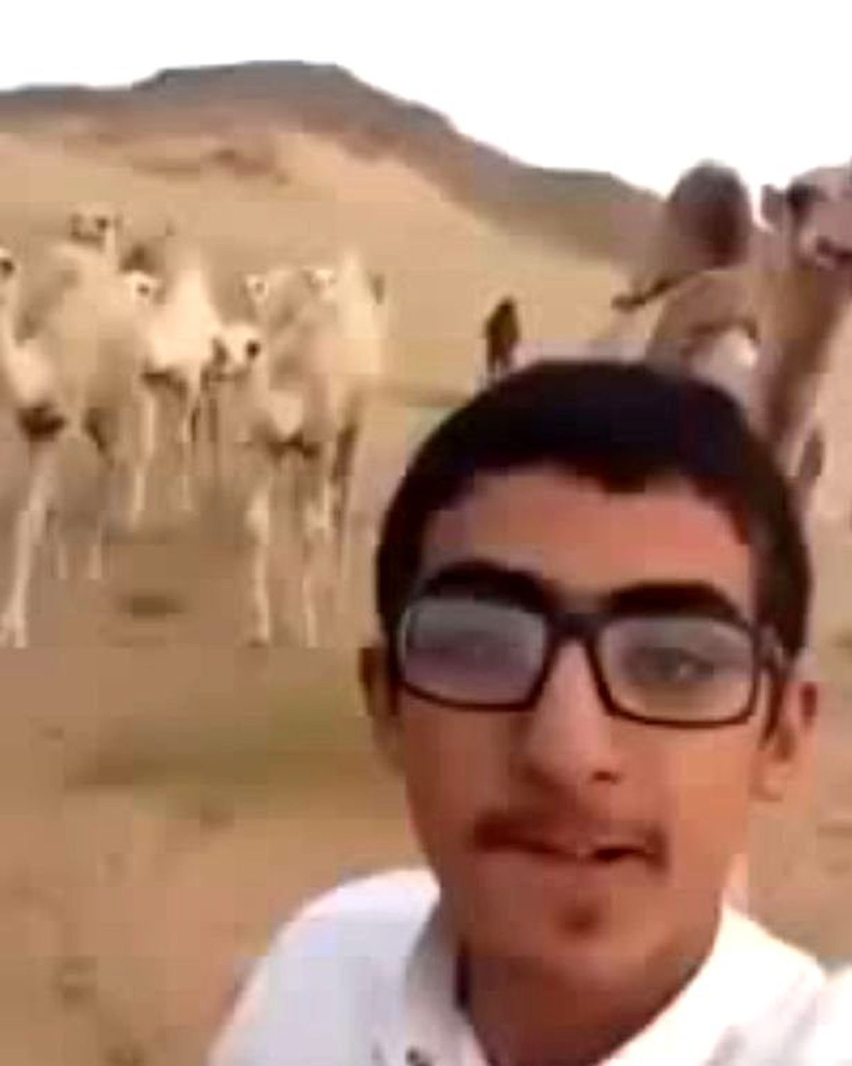 Develerle Video Çekmek İsterken Tekme Yedi