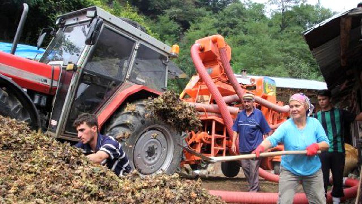Fındık Rekoltesi Patozcuların Yüzünü Güldürdü
